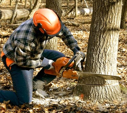 Tree Removal in East Burke, VT